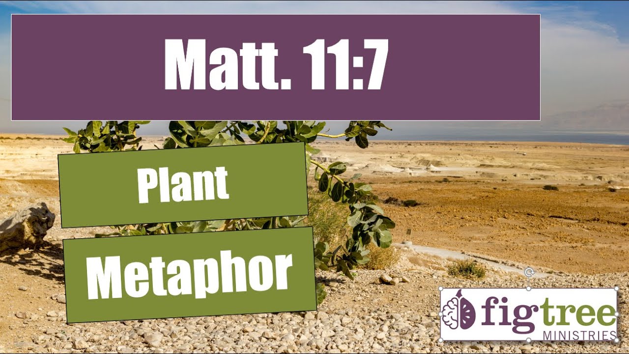 Matthew 11:7  Plant Metaphor