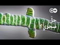 وثائقي | هل يمكن للطحالب إنقاذ العالم؟ | وثائقية دي دبليو