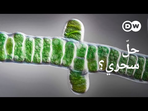 وثائقي | هل يمكن للطحالب إنقاذ العالم؟ | وثائقية دي دبليو