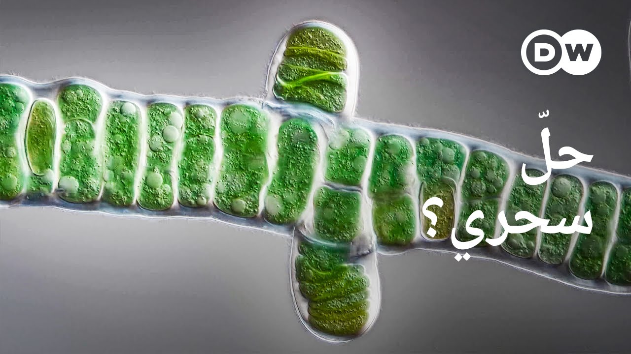وثائقي | هل يمكن للطحالب إنقاذ العالم؟ | وثائقية دي دبليو