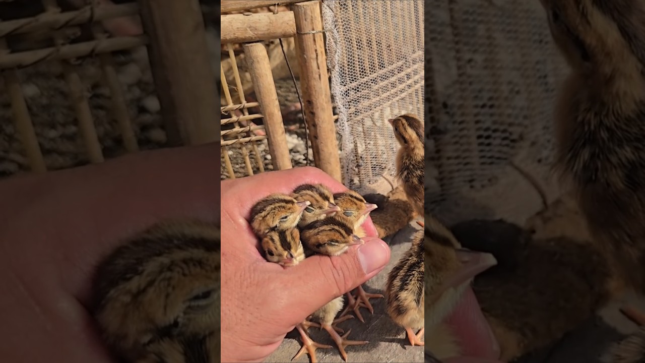Here’s how we make Partridge chicks trust us 🌿 | 
