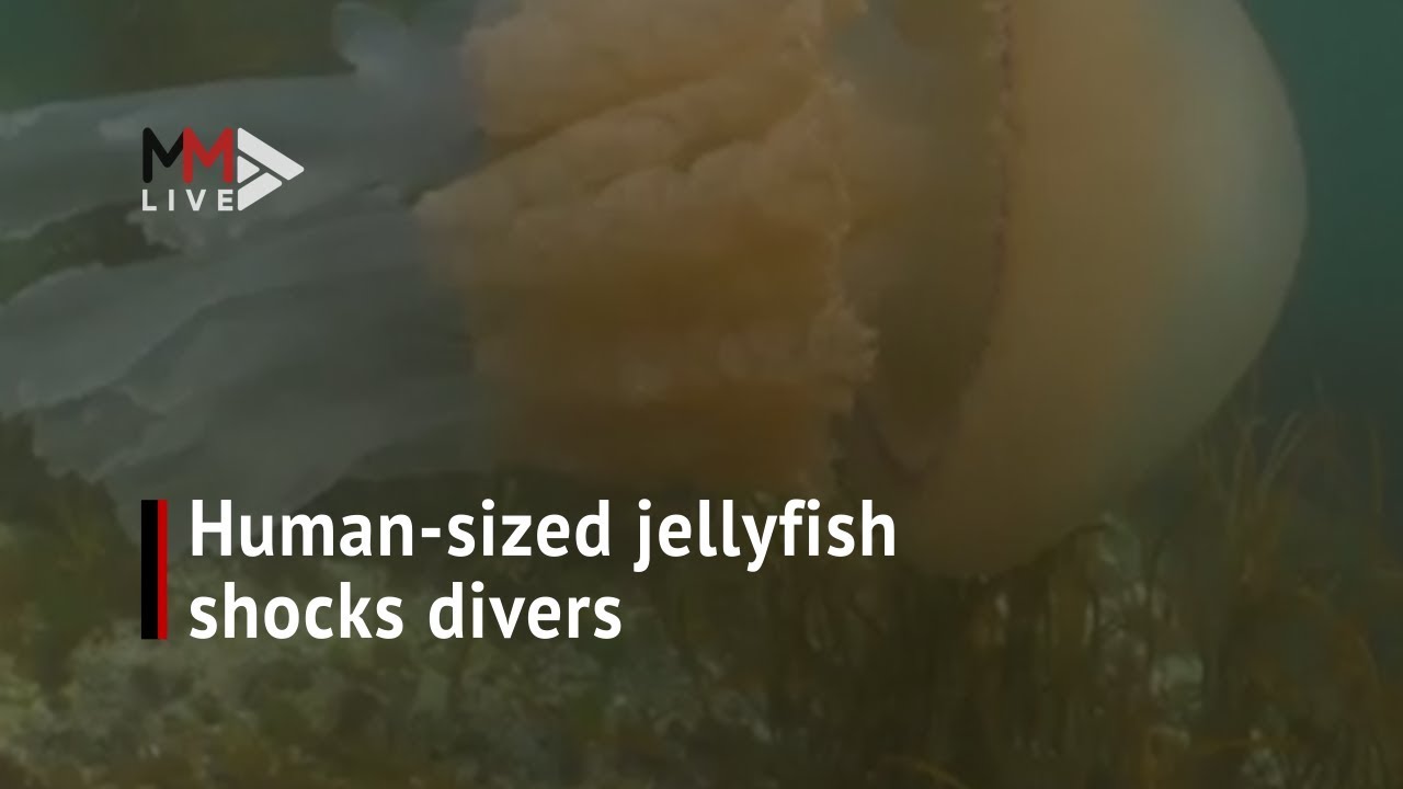 A human sized jellyfish shocks divers YouTube