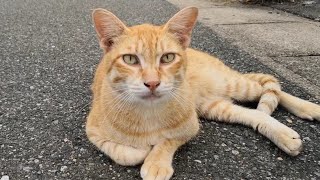 駐車場で寝転ぶ茶トラ野良猫をモフモフしていたら黒猫もモフられにやってきた