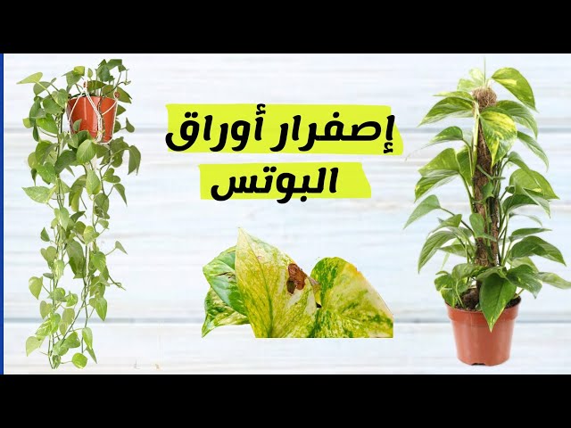 علاج مشاكل نبات البوتس، إصفرار و احتراق الأوراق و تعفن الجذور - YouTube