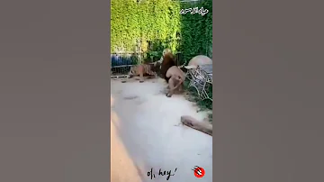 اسد ضد مجموعه نمور قتال الأسد ضد النمر شجاعه الاسد فى مواجهه أكثر من نمر حياة الاسود قتال الوحوش 