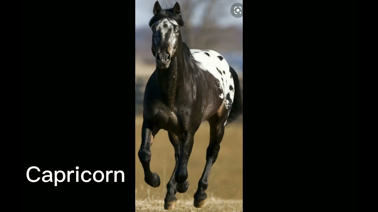 Quel Race De Cheval Es Tu