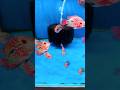 Cute Baby Flowerhorn Fish 🐠 | Small Size, Big Attitude #RKAquarium #AquariumWorld #fishlover #fish