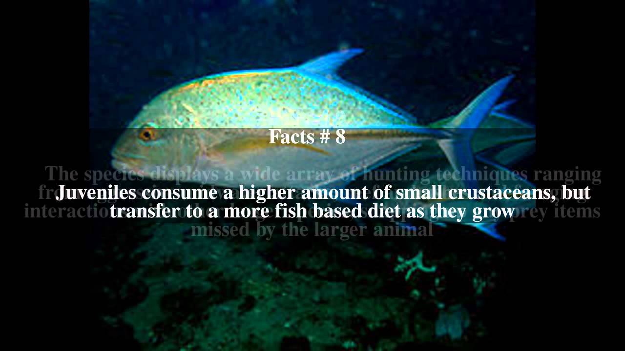 Bluefin trevally Top # 13 Facts