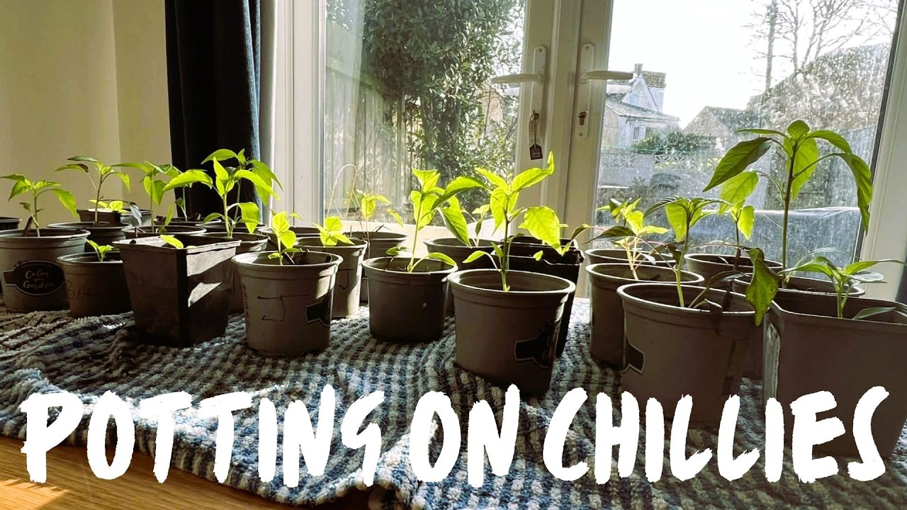 Potting On The First Batch of Chilli Seedlings