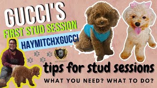 Stud Session In Dogs Guccis First Stud Session Tips On Stud Session Toy Poodle Stud Session