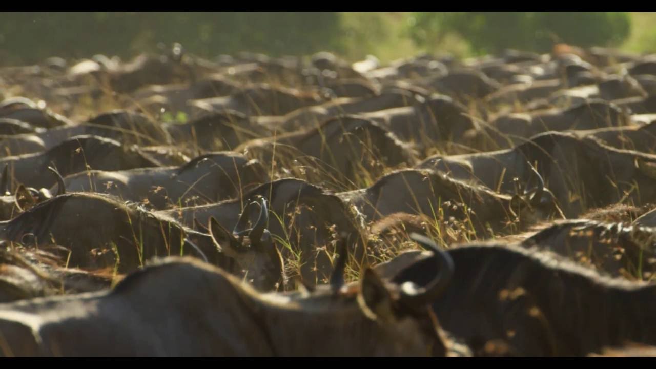 The Sala's Camp Experience