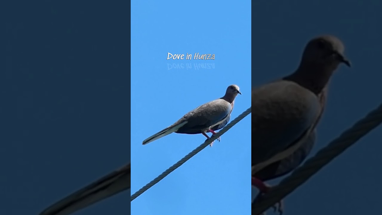 Gorgeous Dove in Hunza Gilgit Baltitstan 