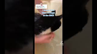 My viral video over 70 million views - Gary the Cat - Cat falling in water - funny cat video