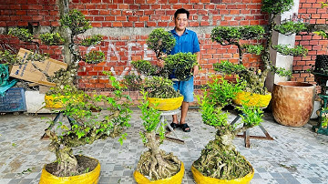 Bán Cây Cảnh 20/11 Mai Chiếu Thủy VIP, Tùng La Hán, Nguyệt Quế, Mai Vàng, Si Đỏ | vườn Lê Huy