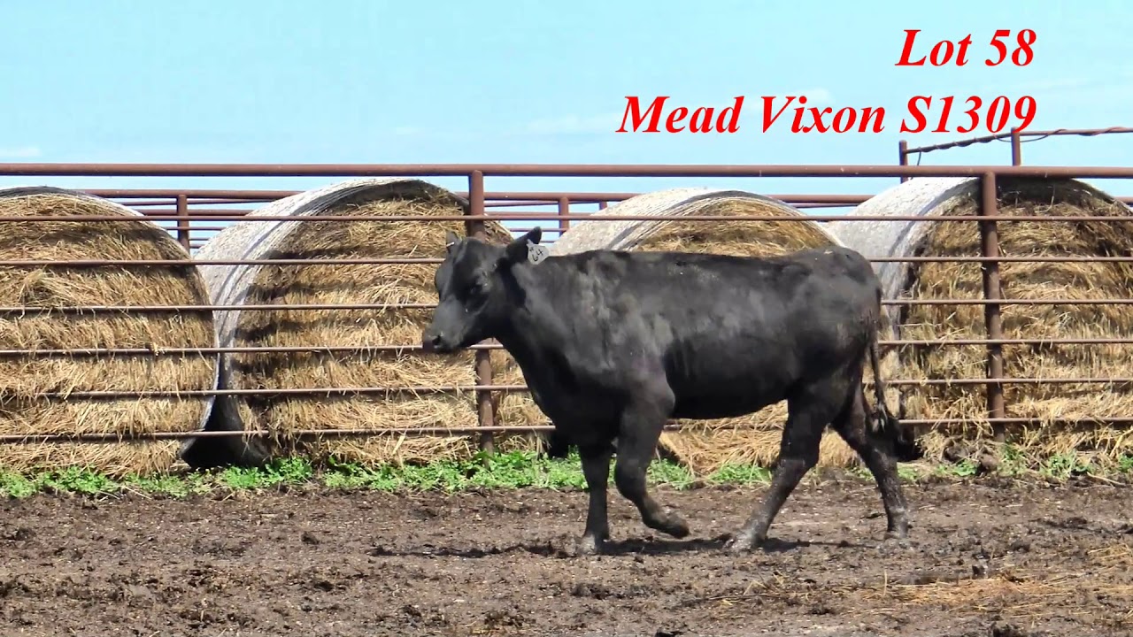 Mead Farms Lot 58 YouTube