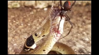 A spider can eat a snake - एक मकड़ी सांप को खा सकती है