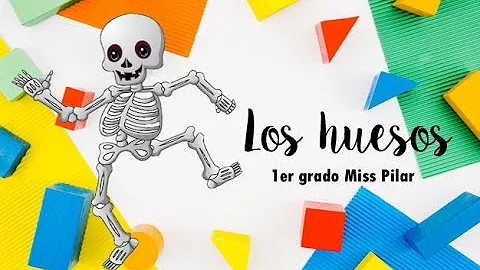 ¿Qué huesos dan soporte al cuerpo humano?