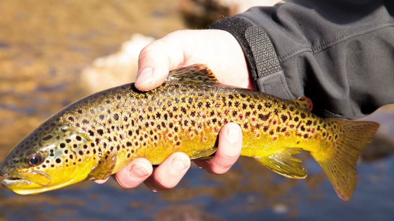 Eastern Sierra Trout Fishing by Steve and the Mighty Telecaster