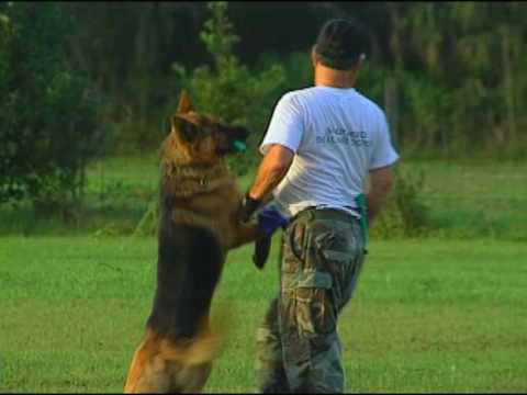 advanced schutzhund