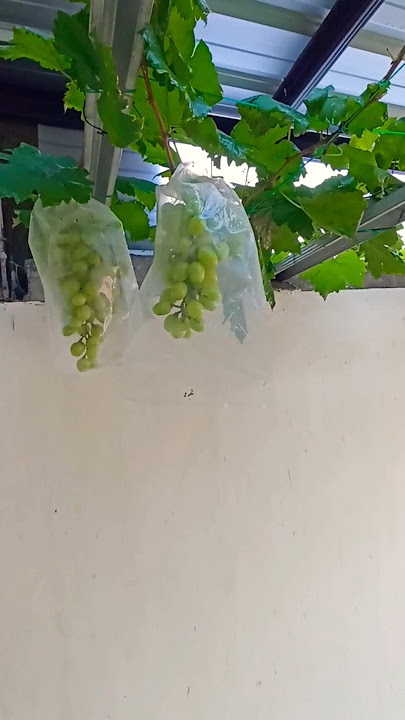 anggur #anggur #fruit #grapenation #grapecity #farming #garden #gardening #nature #plants