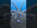 octopus: the ocean’s smartest escape artist 🐙