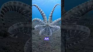 octopus: the ocean’s smartest escape artist 🐙