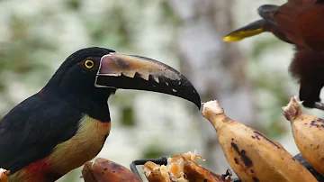 Collared Aracari: Fast Facts