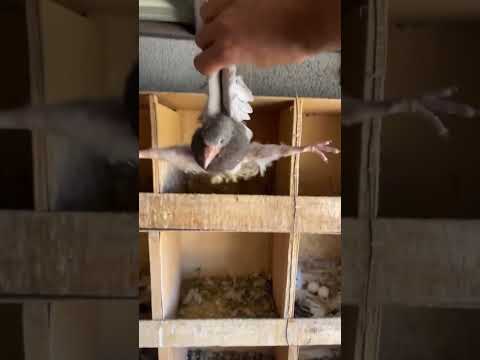         حمام الاردن 