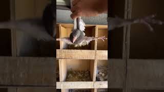 Download Lagu #punjabi #punjabisong #song #newsong #music #pigeon #pigeonpigeon #bird #حمام_الاردن #kabootar MP3