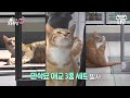 [예고] 애교 만점 뚱냥뚱냥 만삭묘 냥이🐱 어느 날 피범벅이 되어 돌아오다?! #TV동물농장 #AnimalFarm | SBSNOW