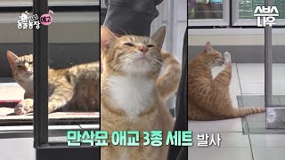 [예고] 애교 만점 뚱냥뚱냥 만삭묘 냥이🐱 어느 날 피범벅이 되어 돌아오다?! #TV동물농장 #AnimalFarm | SBSNOW by SBS NOW / SBS 공식 채널 2,084 views 5 days ago 34 seconds