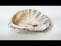 Realistic oyster shell painting in Watercolors demo