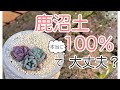 【鹿沼土実験】鹿沼土のみの寄せ植えでも多肉は育つの？多肉植物