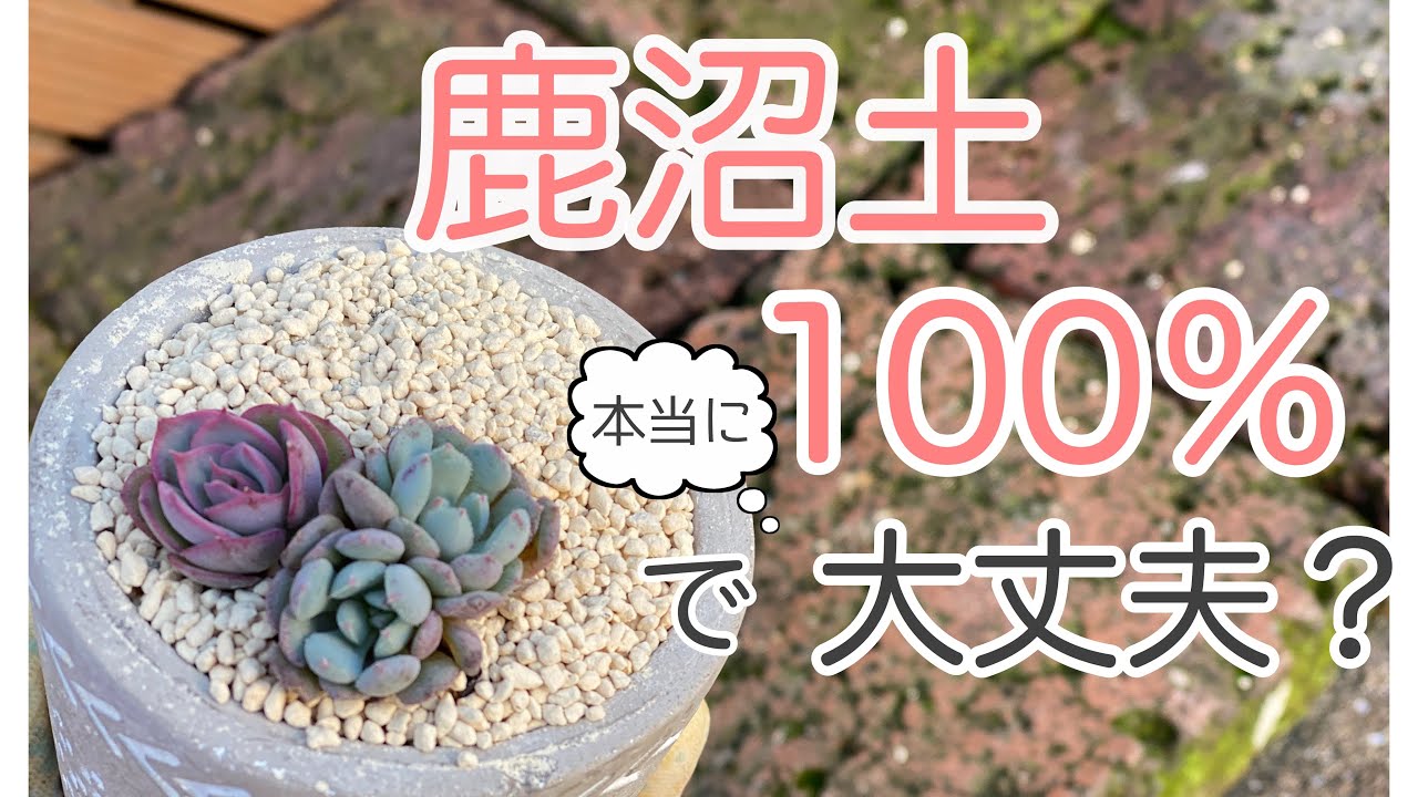 鹿沼土実験 鹿沼土のみの寄せ植えでも多肉は育つの 多肉植物 Youtube