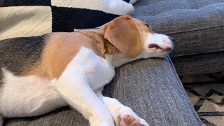 Do all dogs bark in their sleep?