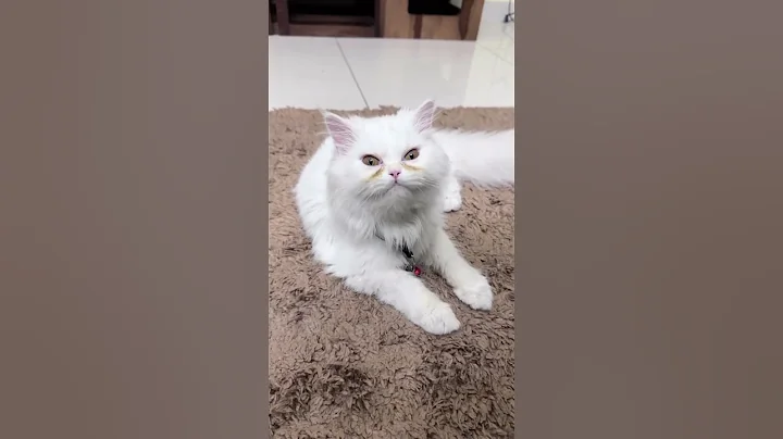 Video 11443671: persian catlover cutecat kittens, persian catlover kitten cute