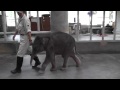豊橋総合動植物公園（のんほいパーク）　ゾウの赤ちゃん10月1日その3