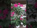 flowers in my balcony #youtubeshorts #flowers #landscaping #nature