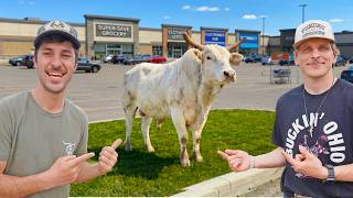 We Brought A Bull To A Store!