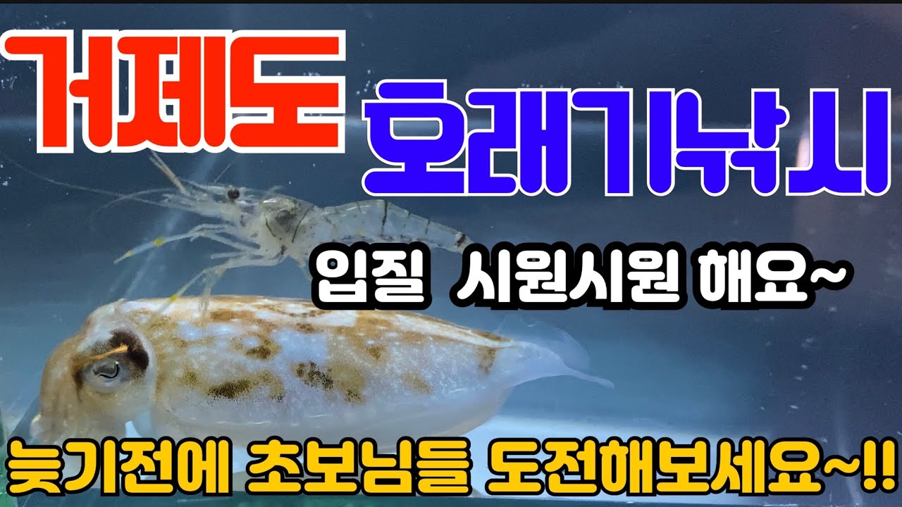 2일뒤 다시간 거제도 호래기 낚시 ,재미있는 손맛~!! 호래기 포인트 / 호래기 채비/ - YouTube