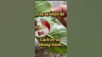 Series làm vườn phần 6: Cách trị nhện đỏ chỉ với dầu neem và vòi xịt điện #nhendo #alocasia #plants