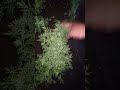 शेपू #agriculturalsystem