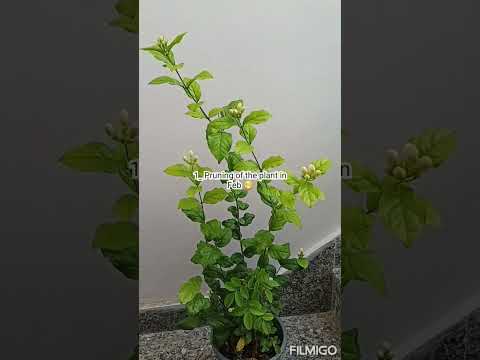 Video: Crepe Jasmine Care - Cum să crești plante de iasomie crep