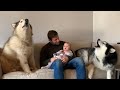 Howling Malamutes Sing To Baby! (Cutest Lullaby!!)