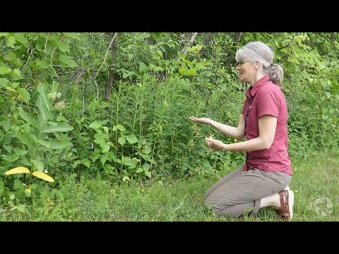 Videó: Mindhárom levelű növény mérgező?