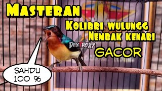 masteran/pancingan kolibri wulung nembak kenari sahdu