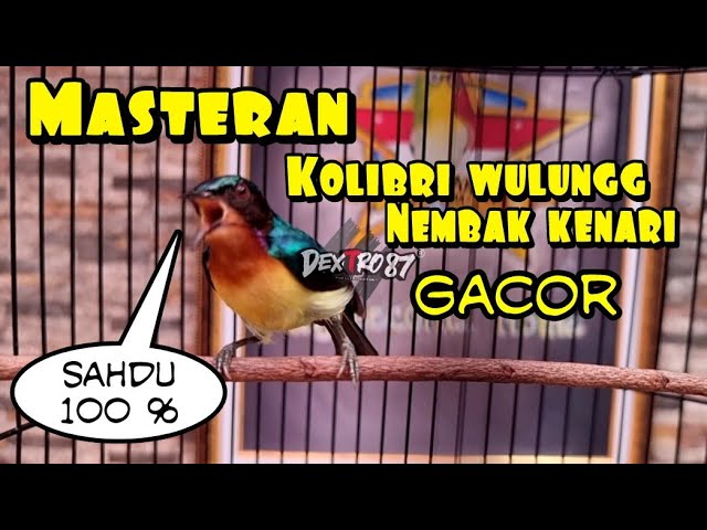 masteran/pancingan kolibri wulung nembak kenari sahdu class=