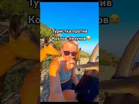 Кошка в шоке от этих козлов 😂 #cat #веселыекоты #shortvideo #кот #shortvideo #shorts