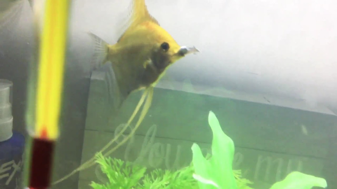 Angel Fish Eating Live Feeder Guppies YouTube