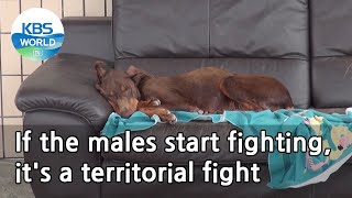 If The Males Start Fighting Its A Territorial Fight dogs Are Incredible  Kbs World Tv 210526